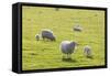Sheep-null-Framed Stretched Canvas