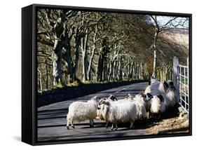 Sheep-null-Framed Stretched Canvas