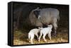 Sheep-null-Framed Stretched Canvas