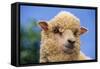 Sheep-DLILLC-Framed Stretched Canvas