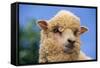 Sheep-DLILLC-Framed Stretched Canvas