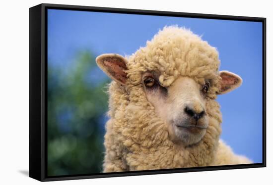 Sheep-DLILLC-Framed Stretched Canvas