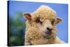 Sheep-DLILLC-Stretched Canvas