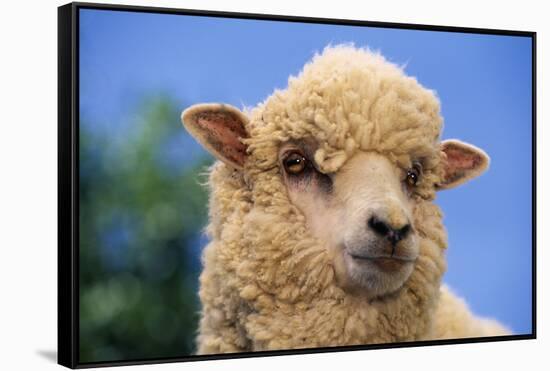 Sheep-DLILLC-Framed Stretched Canvas