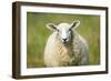 Sheep-Jeremy Walker-Framed Photographic Print