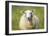 Sheep-Jeremy Walker-Framed Photographic Print
