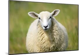 Sheep-Jeremy Walker-Mounted Photographic Print