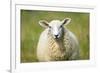 Sheep-Jeremy Walker-Framed Photographic Print