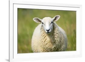 Sheep-Jeremy Walker-Framed Photographic Print