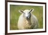 Sheep-Jeremy Walker-Framed Photographic Print