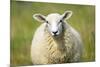 Sheep-Jeremy Walker-Mounted Photographic Print