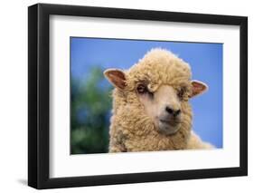 Sheep-DLILLC-Framed Photographic Print