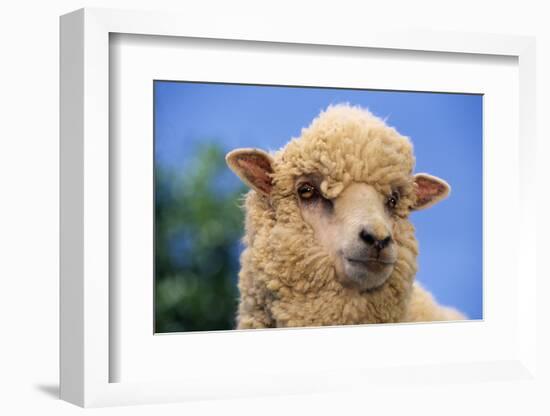 Sheep-DLILLC-Framed Photographic Print