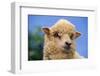 Sheep-DLILLC-Framed Photographic Print