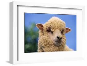 Sheep-DLILLC-Framed Photographic Print