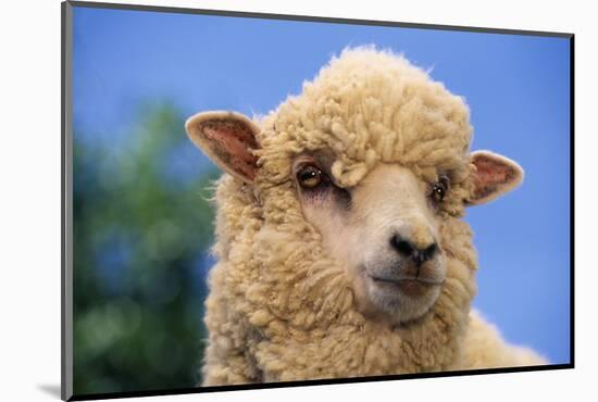 Sheep-DLILLC-Mounted Photographic Print