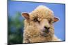 Sheep-DLILLC-Mounted Photographic Print