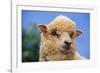 Sheep-DLILLC-Framed Photographic Print