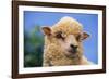 Sheep-DLILLC-Framed Photographic Print