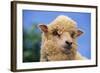 Sheep-DLILLC-Framed Photographic Print