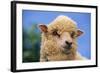 Sheep-DLILLC-Framed Photographic Print