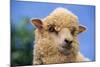 Sheep-DLILLC-Mounted Photographic Print