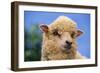 Sheep-DLILLC-Framed Photographic Print