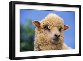 Sheep-DLILLC-Framed Photographic Print