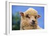 Sheep-DLILLC-Framed Photographic Print