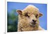 Sheep-DLILLC-Framed Photographic Print