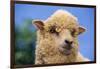 Sheep-DLILLC-Framed Photographic Print