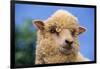 Sheep-DLILLC-Framed Photographic Print