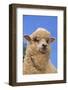 Sheep-DLILLC-Framed Photographic Print