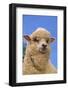 Sheep-DLILLC-Framed Photographic Print