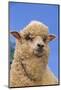 Sheep-DLILLC-Mounted Photographic Print