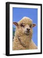 Sheep-DLILLC-Framed Photographic Print