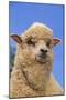 Sheep-DLILLC-Mounted Photographic Print