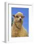 Sheep-DLILLC-Framed Photographic Print