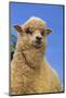 Sheep-DLILLC-Mounted Photographic Print