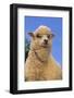 Sheep-DLILLC-Framed Photographic Print