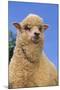 Sheep-DLILLC-Mounted Photographic Print