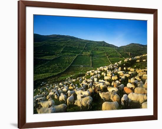 Sheep-null-Framed Photographic Print