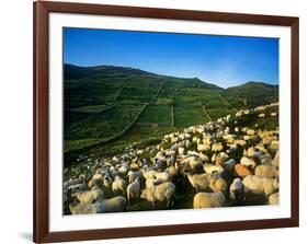 Sheep-null-Framed Photographic Print