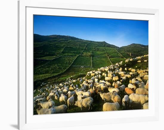 Sheep-null-Framed Photographic Print