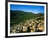 Sheep-null-Framed Photographic Print