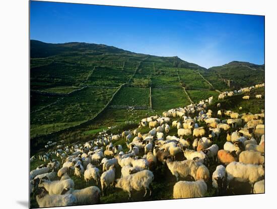 Sheep-null-Mounted Photographic Print