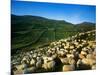 Sheep-null-Mounted Photographic Print