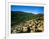 Sheep-null-Framed Photographic Print