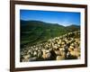 Sheep-null-Framed Photographic Print