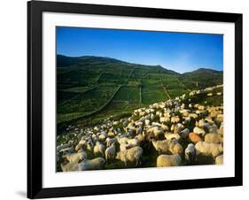 Sheep-null-Framed Photographic Print